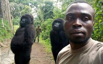 В Конго мужчина снял позирующих для селфи горилл