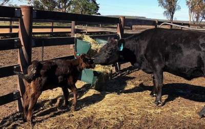 В Австралии родился двухголовый теленок