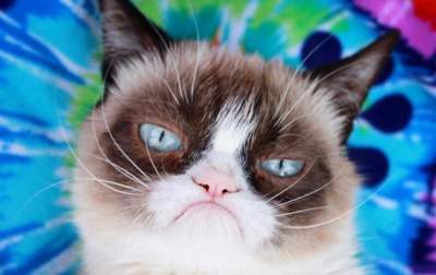 Кошка по прозвищу Grumpy Cat умерла после болезни