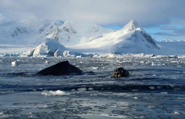 Украинские полярники показали сказочные пейзажи Антарктиды: фото