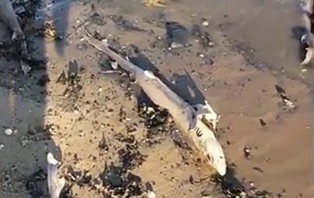 В Британии на пляж вынесло сотню мертвых акул: видео