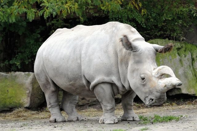 Шуфрич попал в скандал из-за убийства носорогов и леопарда