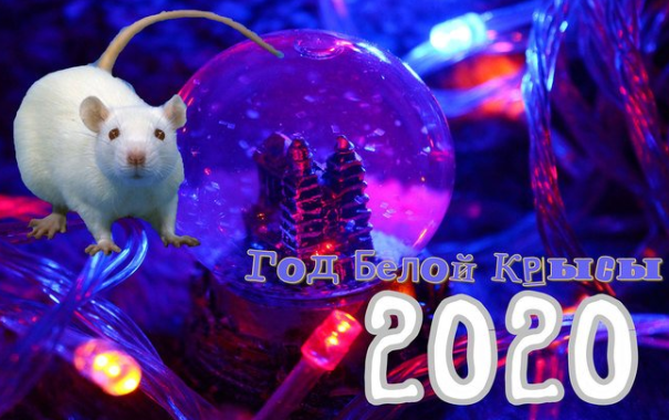 Астрологический прогноз на 2020-й год Белой Крысы