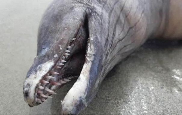 На побережье Мексики выбросило неизвестное существо: фото