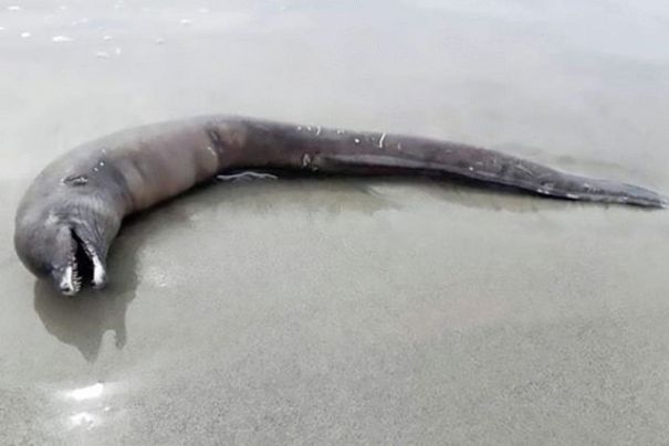 На побережье Мексики выбросило неизвестное существо: фото