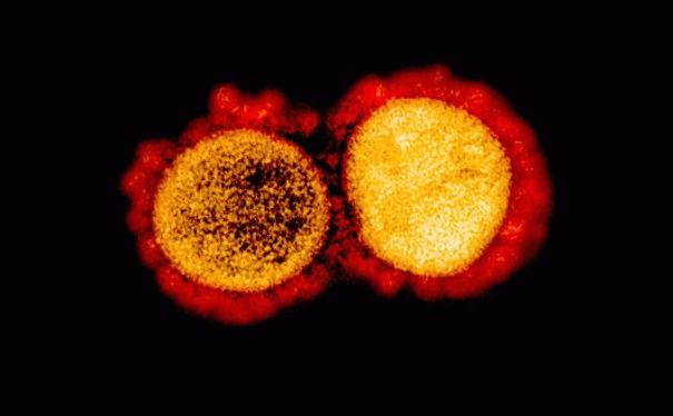 Ученые показали, как выглядит коронавирус