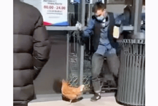 В поселке Слобожанском парень выгуливал на поводке курицу: видео