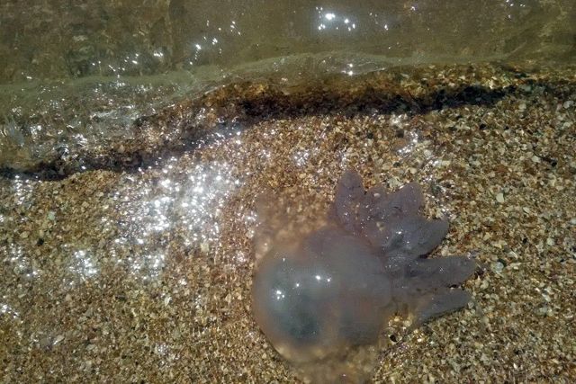 На украинском курорте нашествие гигантских медуз