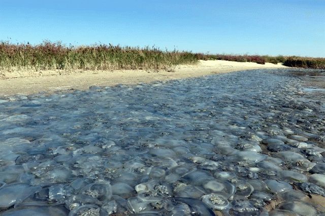На берегу Азовского моря нашли гигантское кладбище медуз