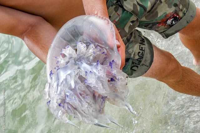 В Бердянске нашли оригинальный способ борьбы с нашествием медуз