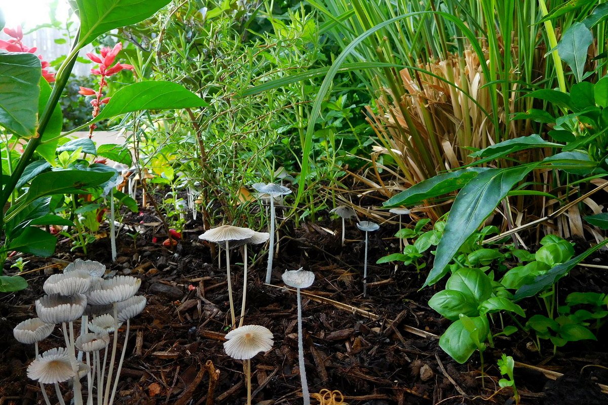 Устройство для эффективного полива растений и грибов